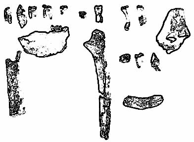 fossili di A. kadabba
