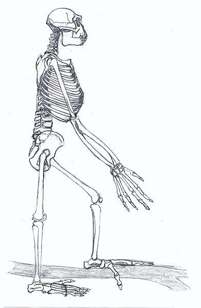 scheletro di A. ramidus