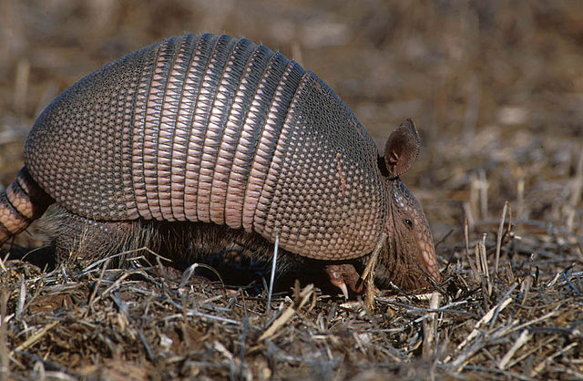 armadillo