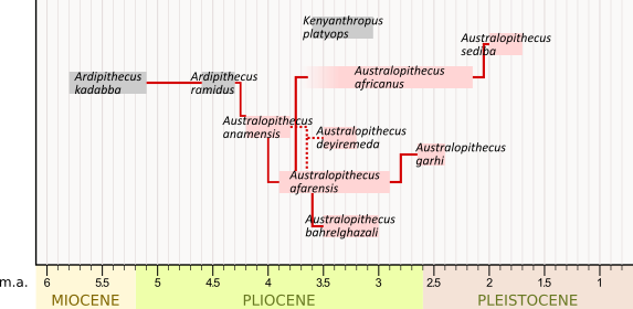 filogenesi australopitecine