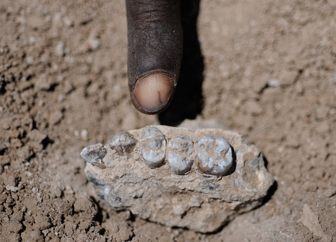 denti A. detremeda