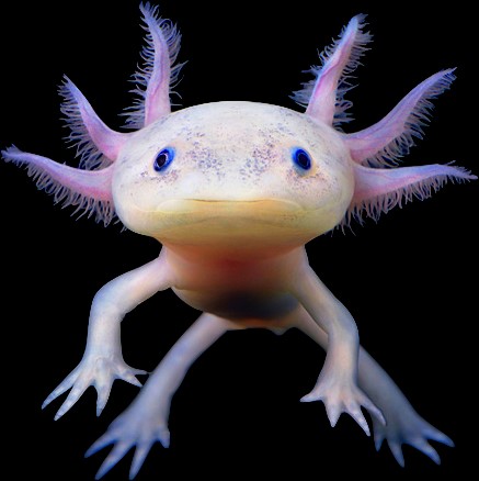 axolotl