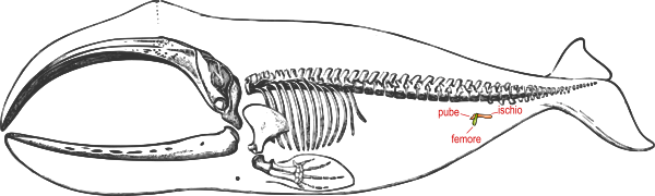 balena