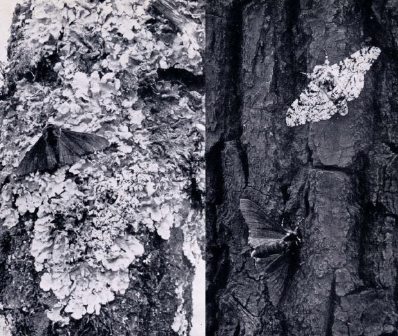 Biston betularia