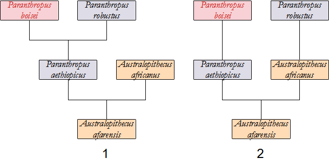 filogenesi P. boisei