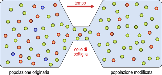 collo di bottiglia