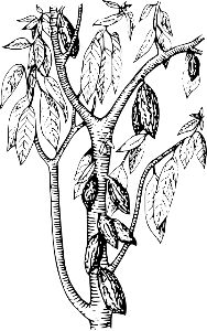 Cacao