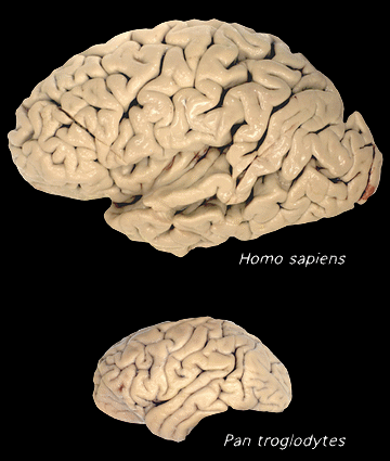 Cervelli di uomo e scimpanzé