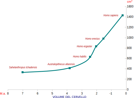 grafico evoluzione del cervello
