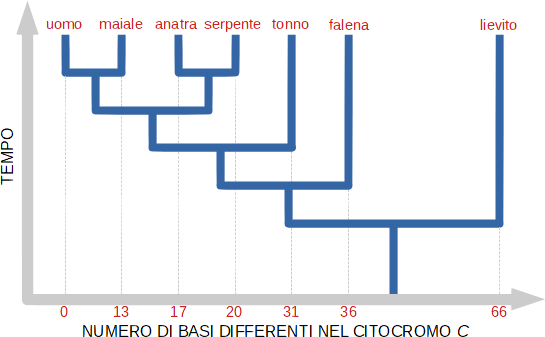 citocromo c