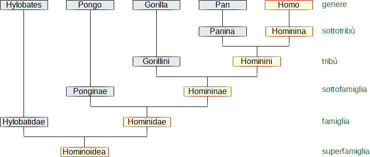 classificazione dei Primati