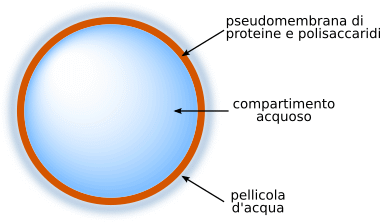 coacervato