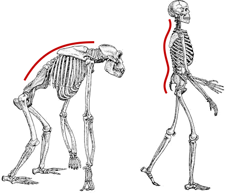 colonna vertebrale