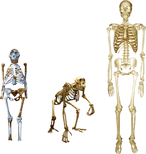 comparazione scheletri