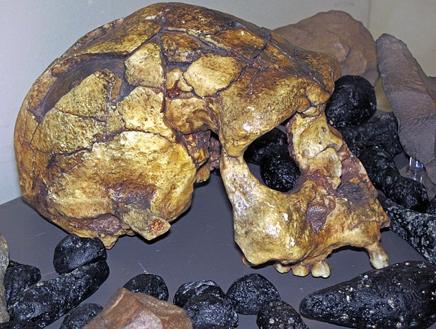 cranio H. erectus