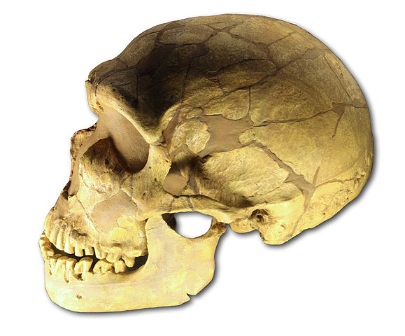 cranio H. neanderthalensis