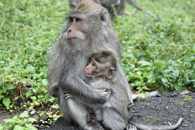 cure parentali di macaco