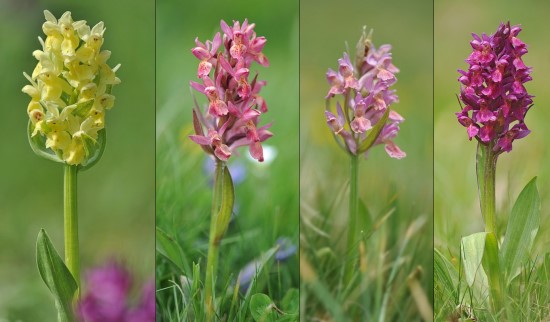 dactylorhiza sambucina
