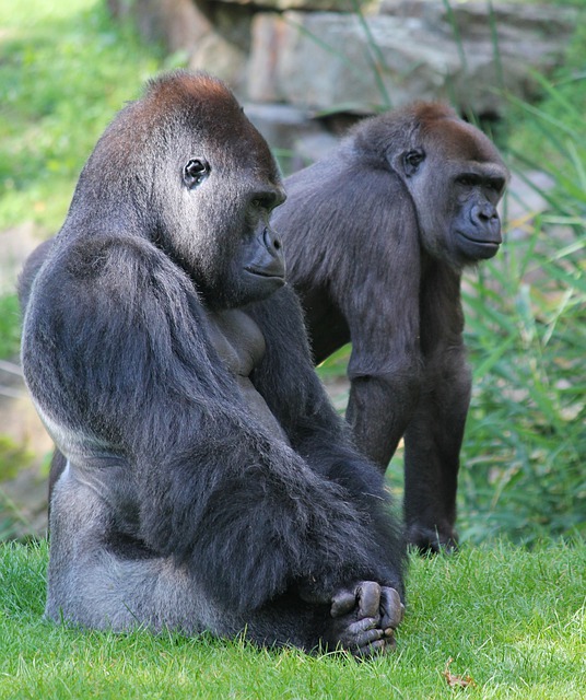 dimorfismo nei gorilla