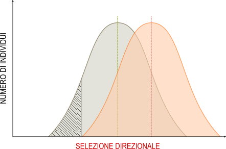 selezione direzionale