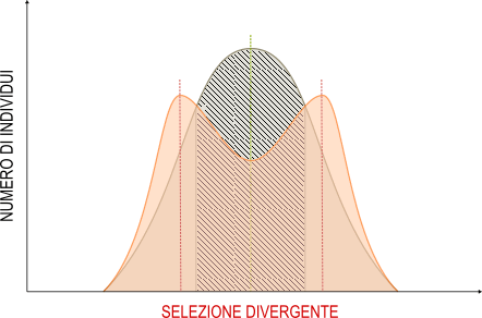 selezione divergente