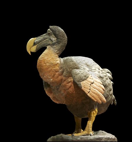 dodo