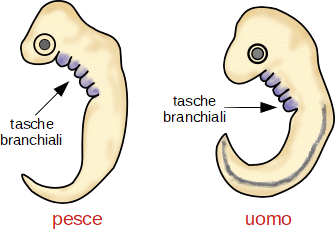 embrione di pesce e di uomo