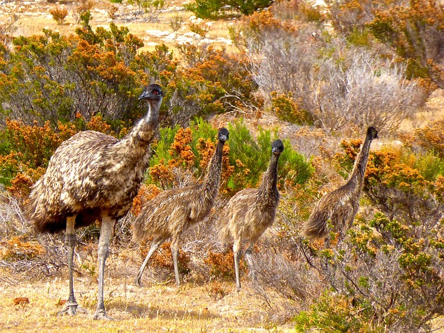 emu