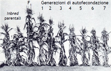 eterosi