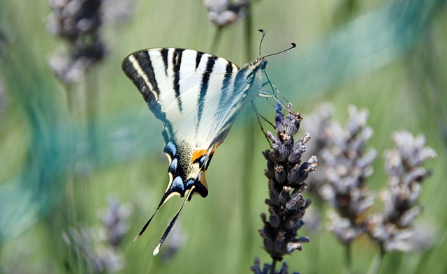 Iphiclides podalirius