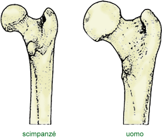 confronto di femori
