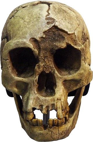 cranio H. floresiensis
