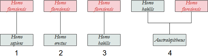 filogenesi H. floresiensis