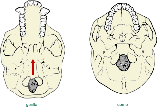foramen magnum