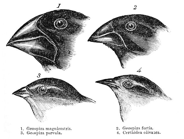 fringuelli.jpg