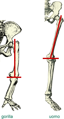 confronto gambe