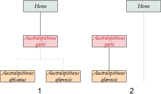 filogenesi di A. garhi