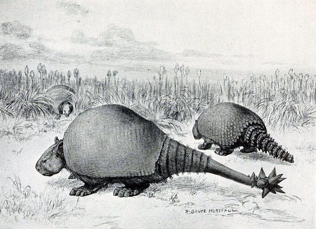 gliptodonte