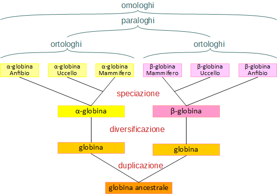 globina