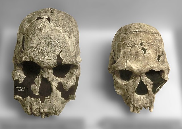 confronto crani habilis-rudolfensis