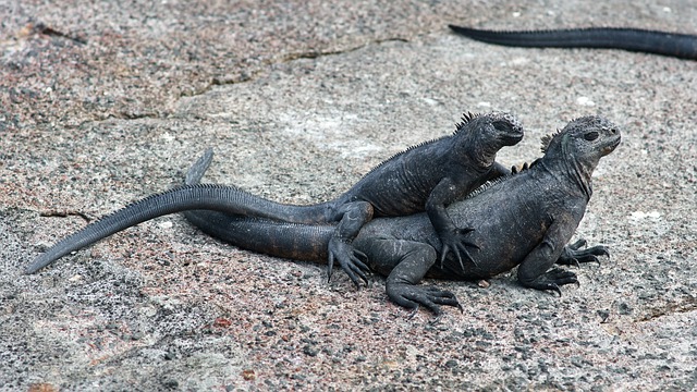 iguana marina