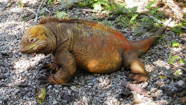 iguana terrestre