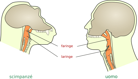 laringe