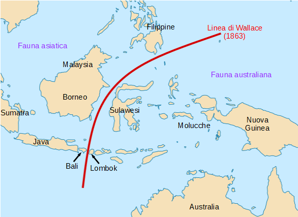 linea di Wallace