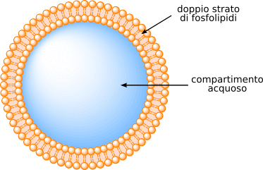 liposoma