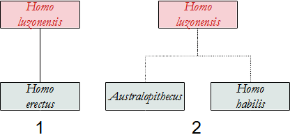 filogenesi H. luzonensis