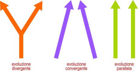 modelli macroevolutivi