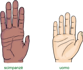 confronto delle mani