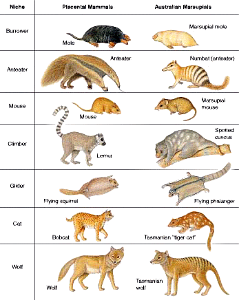 marsupiali