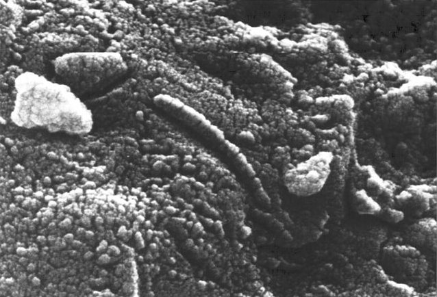 meteorite ALH 84001